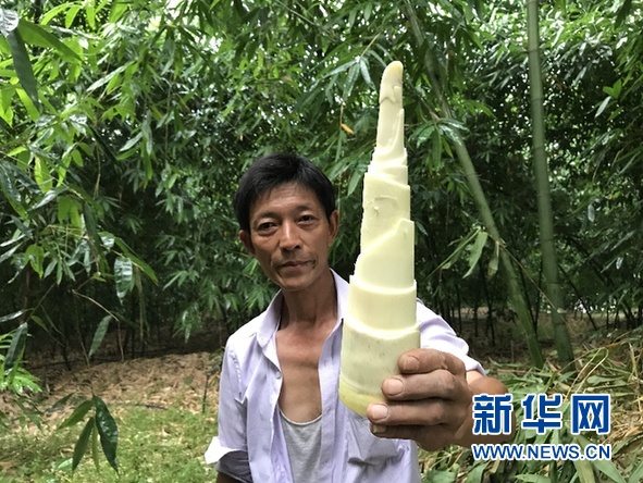 涪陵榨菜+三峽筍 農村經(jīng)濟帶動當?shù)剞r戶走出致富路