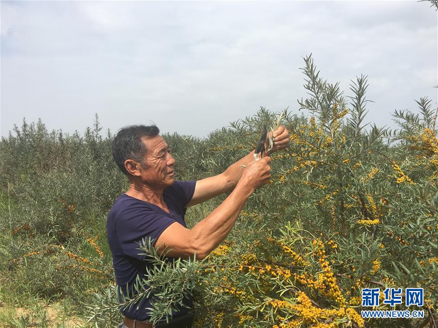 (新華全媒頭條·在習(xí)近平新時(shí)代中國(guó)特色社會(huì)主義思想指引下——新時(shí)代新作為新篇章·圖文互動(dòng))(9)綠富同興畫卷在沙海中鋪展——庫布其沙漠生態(tài)治理紀(jì)實(shí)