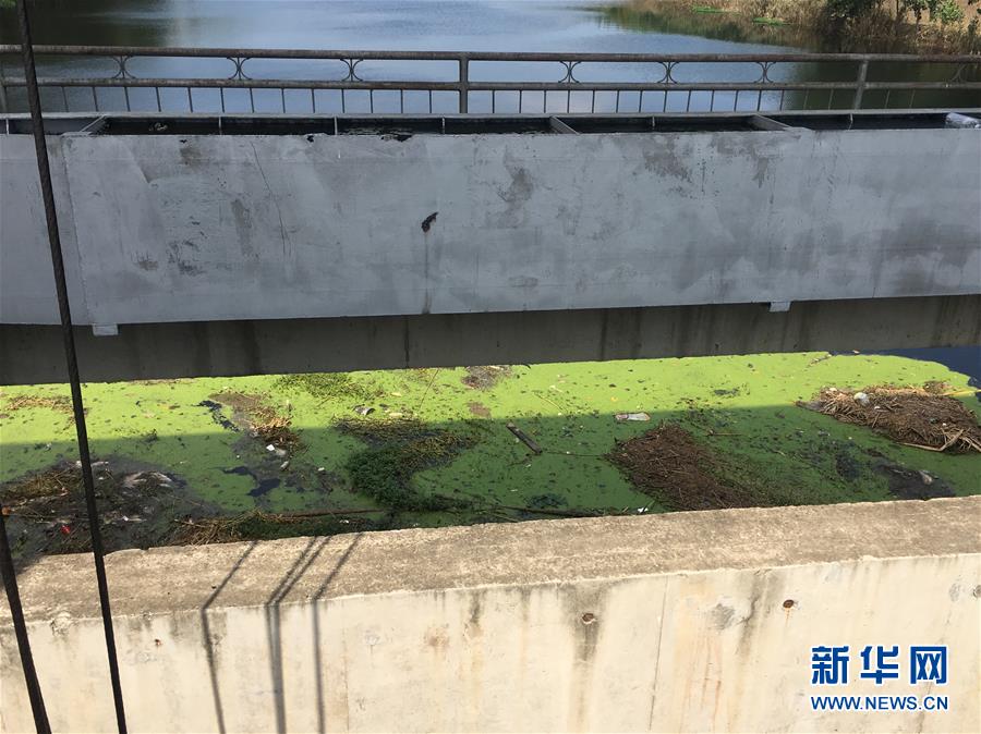 （新華視點·圖文互動）（2）上游洪水來襲下游魚蟹死亡，泄洪為何變泄污？