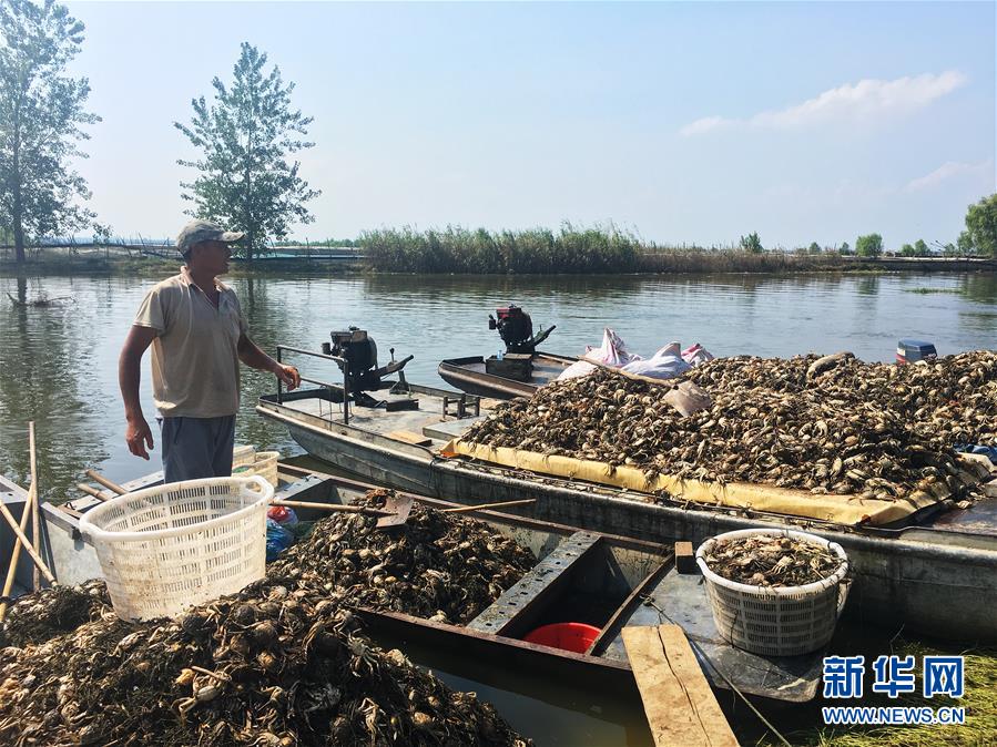 （新華視點·圖文互動）（1）上游洪水來襲下游魚蟹死亡，泄洪為何變泄污？
