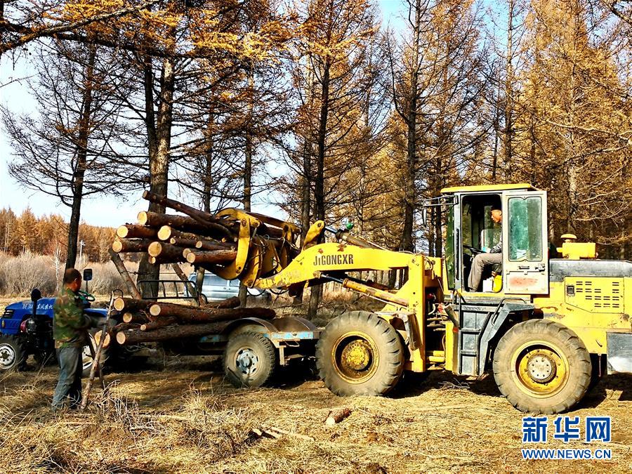 （新華全媒頭條·圖文互動）（7）那一抹綠色，走進越來越多人心里——河北塞罕壩續寫新時代綠色傳奇