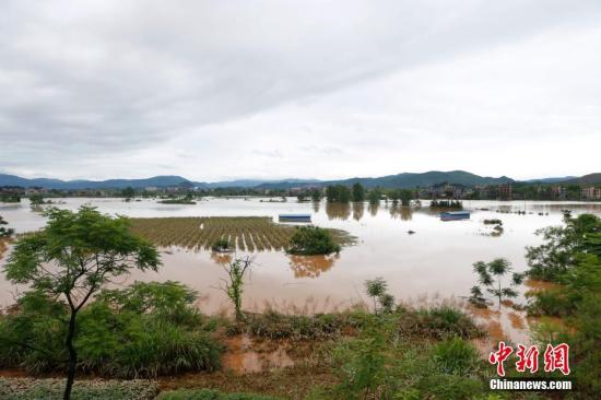 資料圖：湖南省臨武縣武水鎮(zhèn)、南強(qiáng)鎮(zhèn)、汾市鎮(zhèn)、水東鎮(zhèn)、金江鎮(zhèn)等鄉(xiāng)鎮(zhèn)遭遇特大暴雨襲擊，導(dǎo)致大量民房和農(nóng)田被淹。據(jù)不完全統(tǒng)計，該縣數(shù)千戶民房被淹，數(shù)十萬畝農(nóng)田、果園、煙田被淹斷收，直接經(jīng)濟(jì)損失達(dá)數(shù)千萬元。災(zāi)情發(fā)生后，當(dāng)?shù)卣跋嚓P(guān)部門第一時間奔赴受災(zāi)鄉(xiāng)鎮(zhèn)轉(zhuǎn)移群眾，察看災(zāi)情并積極組織村民排澇自救、發(fā)放救災(zāi)物資、開展保險理賠等工作。目前救災(zāi)工作正在有序進(jìn)行，無人員傷亡。唐盛歡 攝