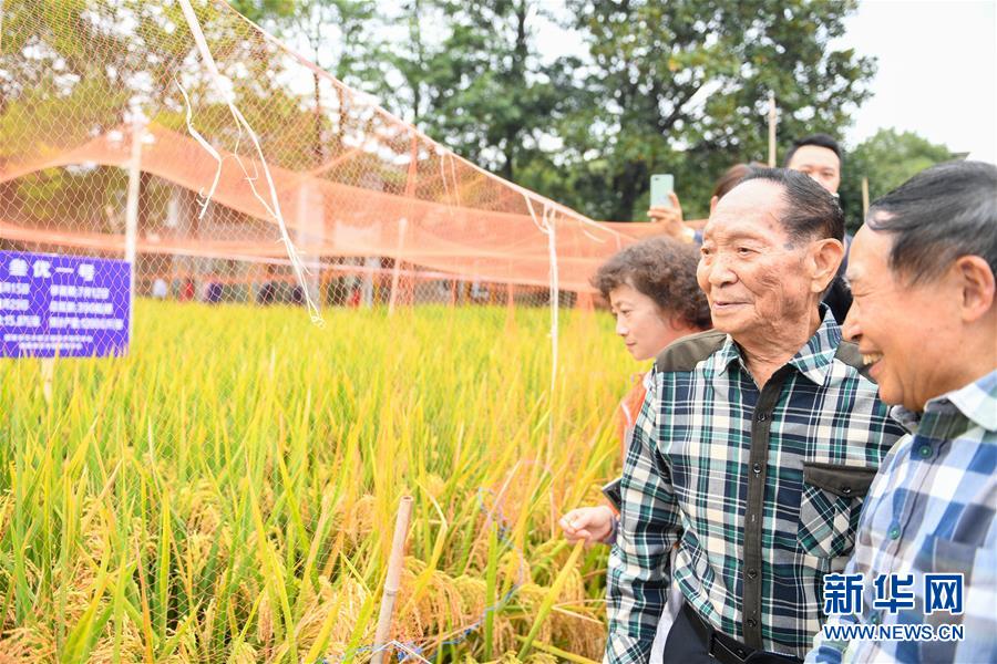 （圖文互動）（4）1046.3公斤！袁隆平第三代雜交水稻首次公開測產