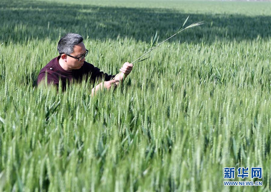 （在習(xí)近平新時代中國特色社會主義思想指引下——新時代新作為新篇章·習(xí)近平總書記關(guān)切事·圖文互動）（5）新農(nóng)事、新希望——夏收前田間新動態(tài)掃描