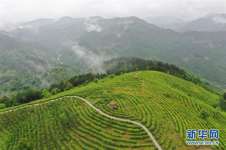 （走向我們的小康生活·圖文互動(dòng)）（8）綠了青山，紅了日子——秦巴山區(qū)群眾繪出小康“調(diào)色板”