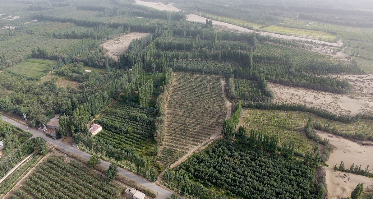 “綠口袋”扎緊了風口，逼退了黃沙——一個南疆沙漠村莊的扶貧觀察