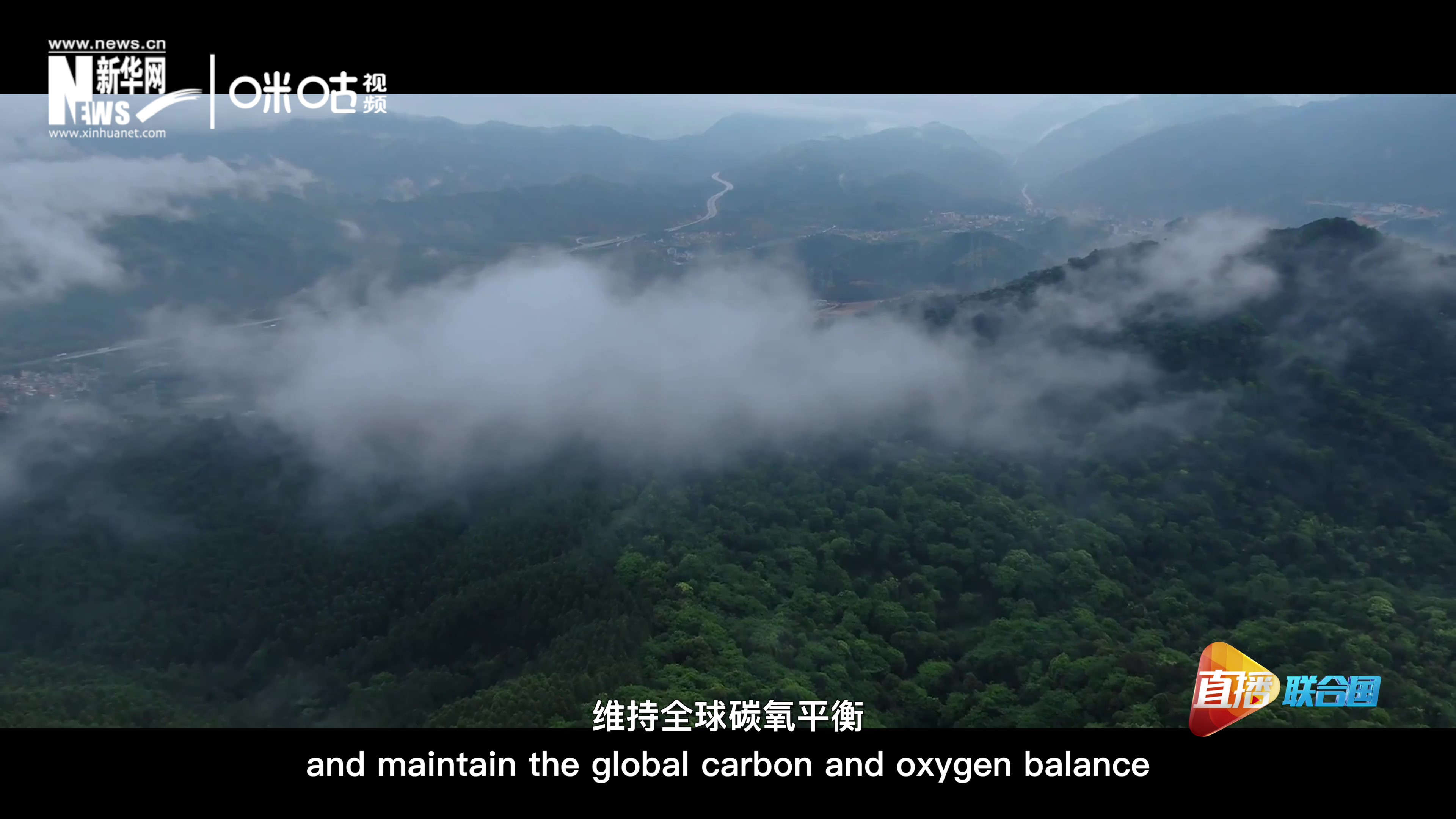 森林的碳匯可以協助減緩氣候變化，維持全球碳氧平衡