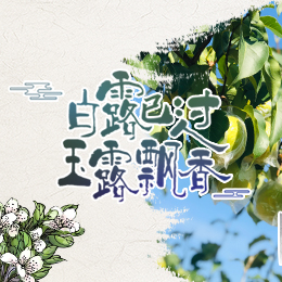 白露已過(guò)，玉露飄香