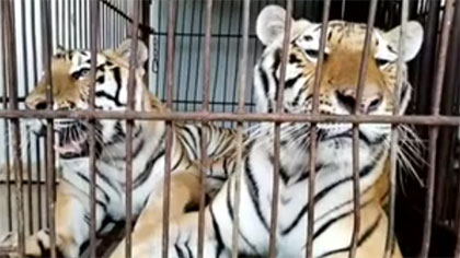 專家分析：老虎咬死飼養員事件 暴露哪些問題？